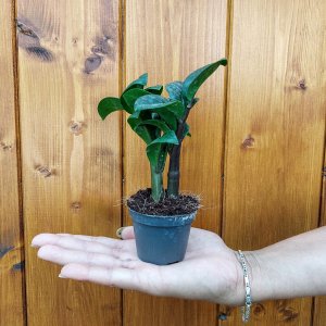 Zamiokulkas (Zamioculcas zamifolia) ´ZENZI´ - výška 10 cm, kont. P6